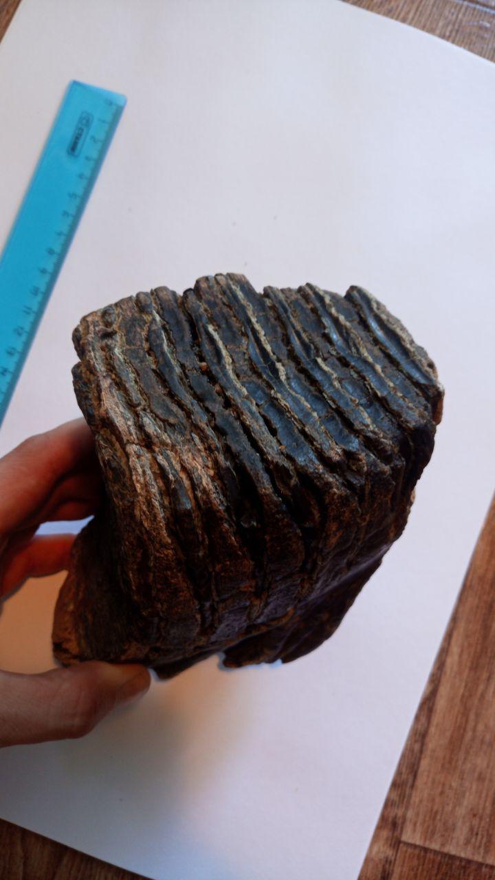 Fossil (?) - My, Fossils, What's this?, A rock, Novosibirsk, Longpost