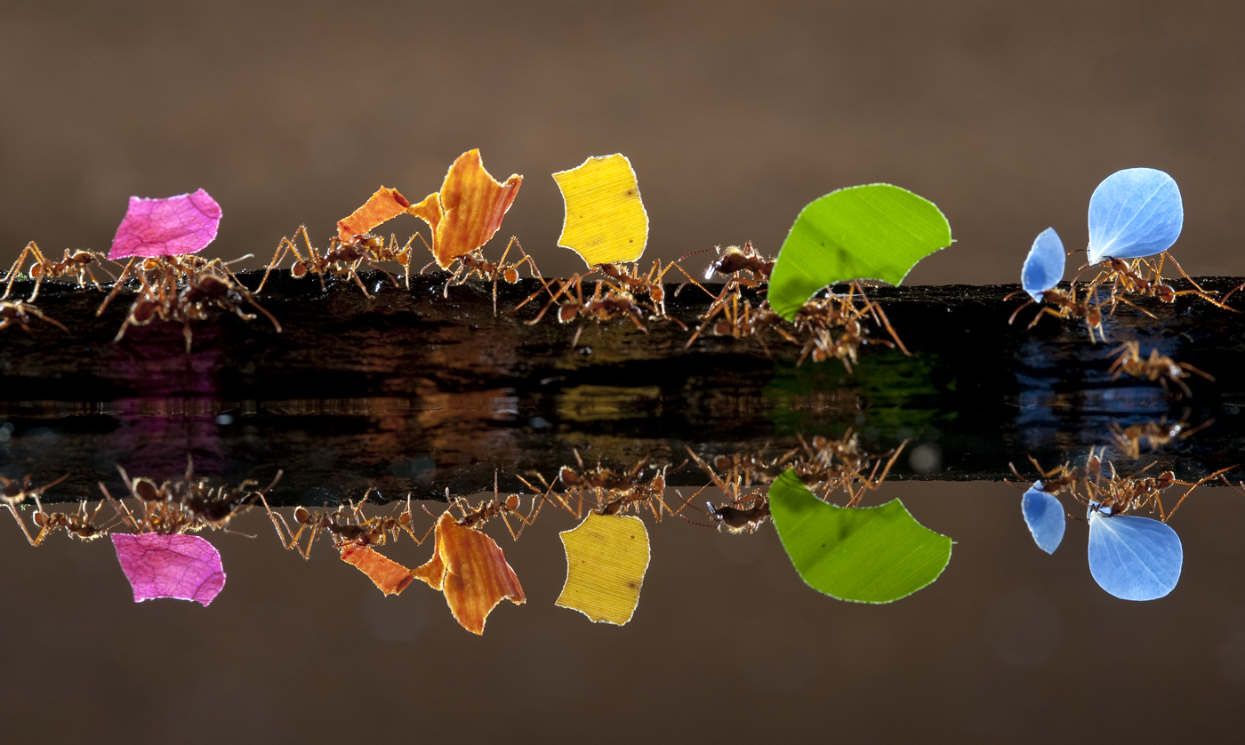 Ants carrying flower petals in the rainforest - The photo, Ants, Rainbow