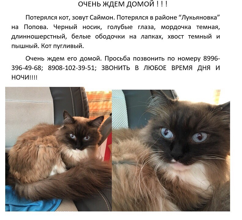 Omsk, Lukyanovka. - My, Omsk, Oil workers, cat, Help, No rating, Lost cat