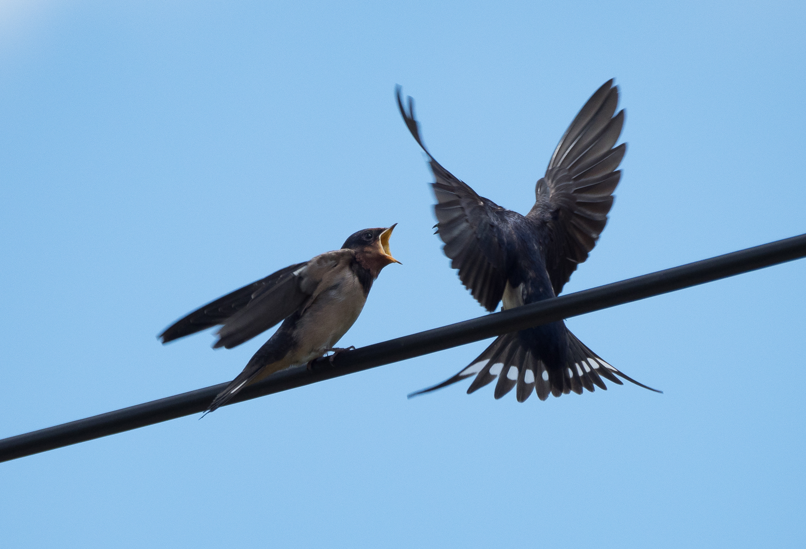 The swallow feeds the chick - My, Martin, Chick, Feeding, Longpost