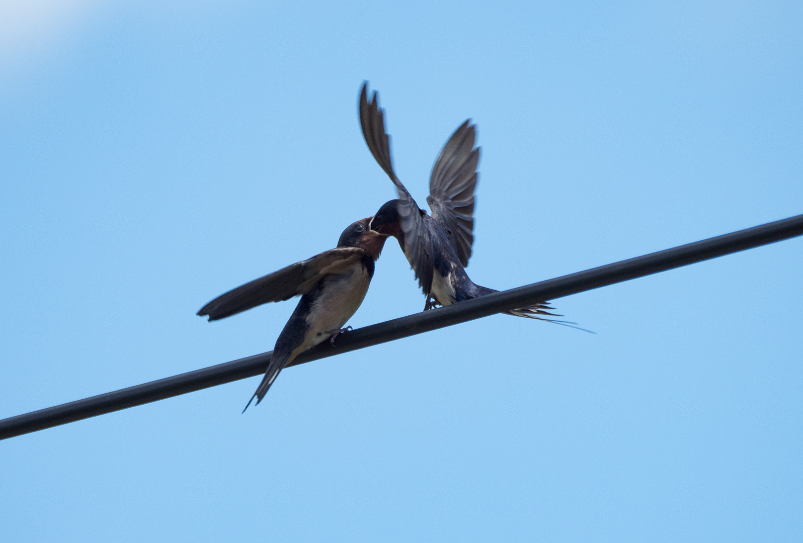 The swallow feeds the chick - My, Martin, Chick, Feeding, Longpost