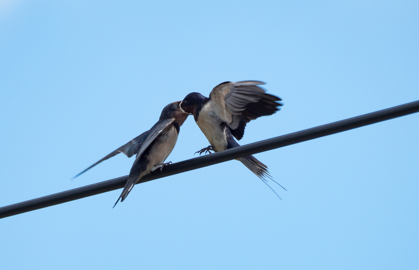 The swallow feeds the chick - My, Martin, Chick, Feeding, Longpost