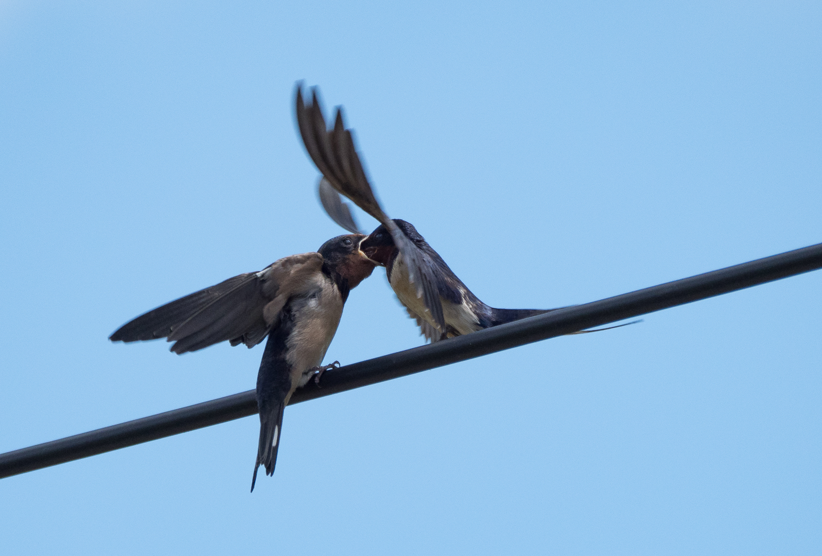 The swallow feeds the chick - My, Martin, Chick, Feeding, Longpost