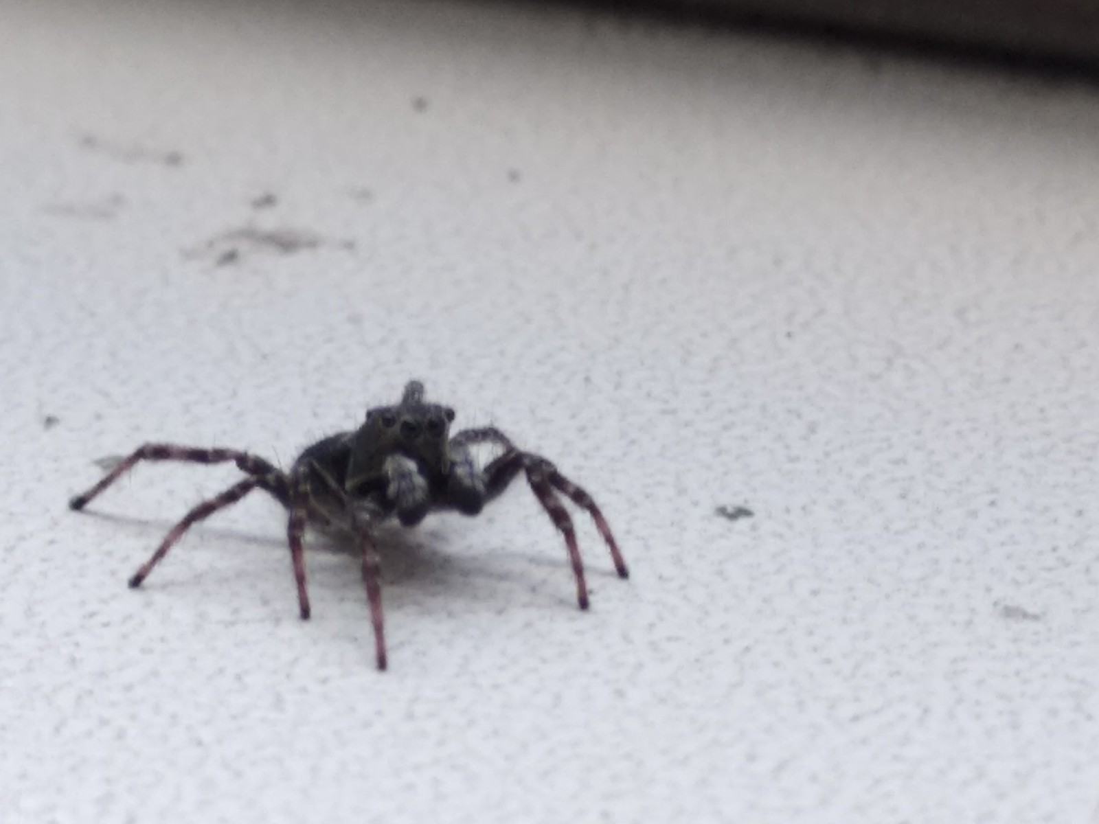 My friend - My, Work, Spider, The photo