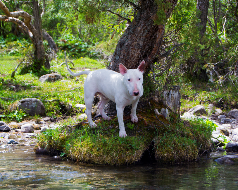 Boolean stories. Part 1 - My, Bull terrier, MiniBul terrier, , 