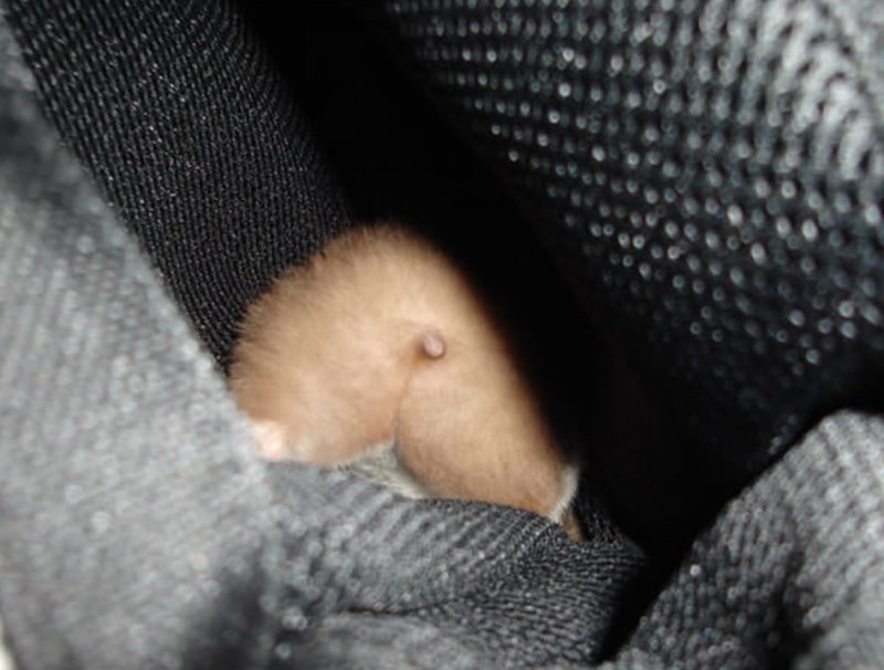 Hamster butts are the cutest new mood booster - The photo, Hamster, Booty, Milota, Longpost