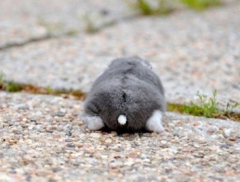 Hamster butts are the cutest new mood booster - The photo, Hamster, Booty, Milota, Longpost