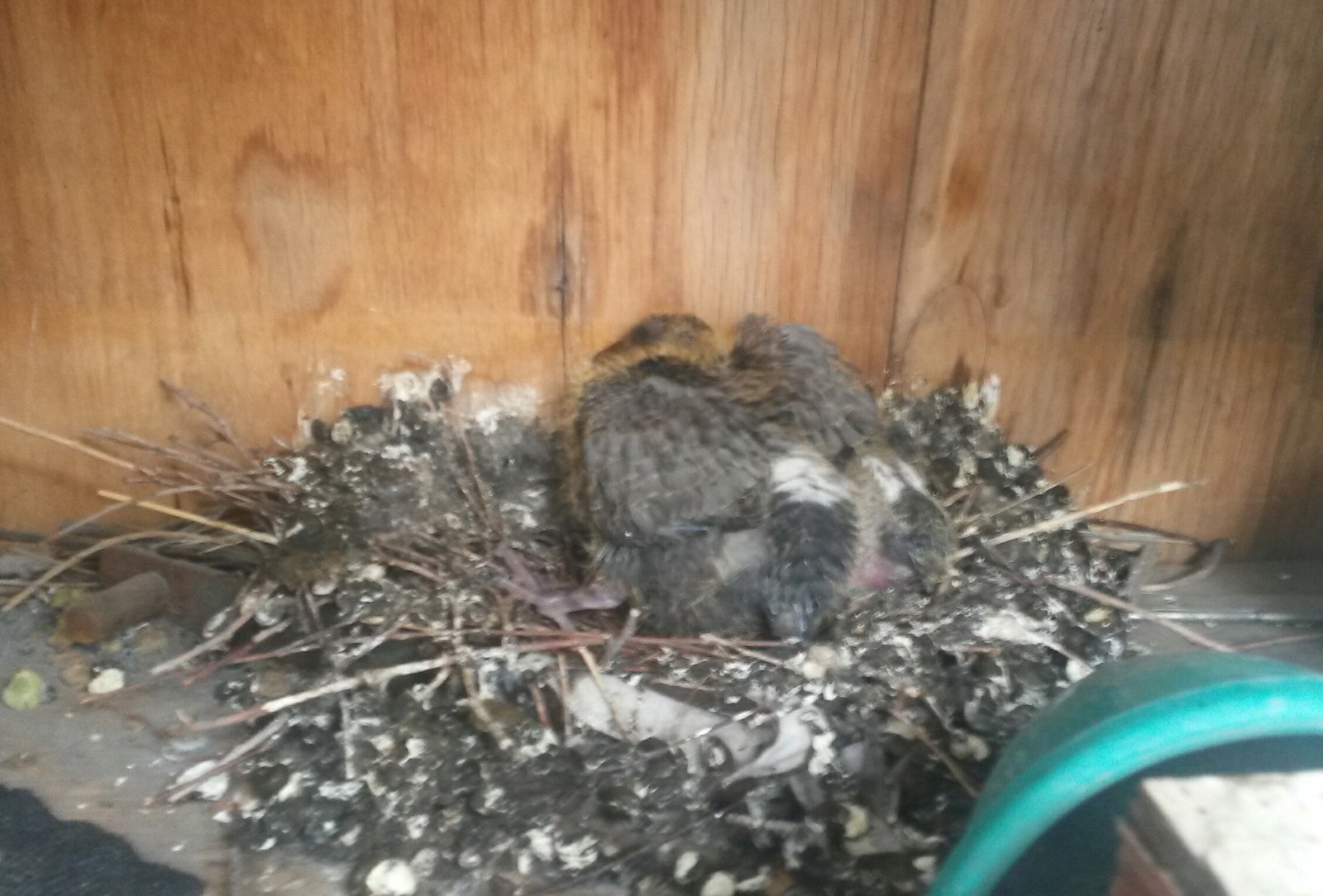 Chicks on the balcony. - My, Chicks of pigeons, Balcony, Birds, Pigeon