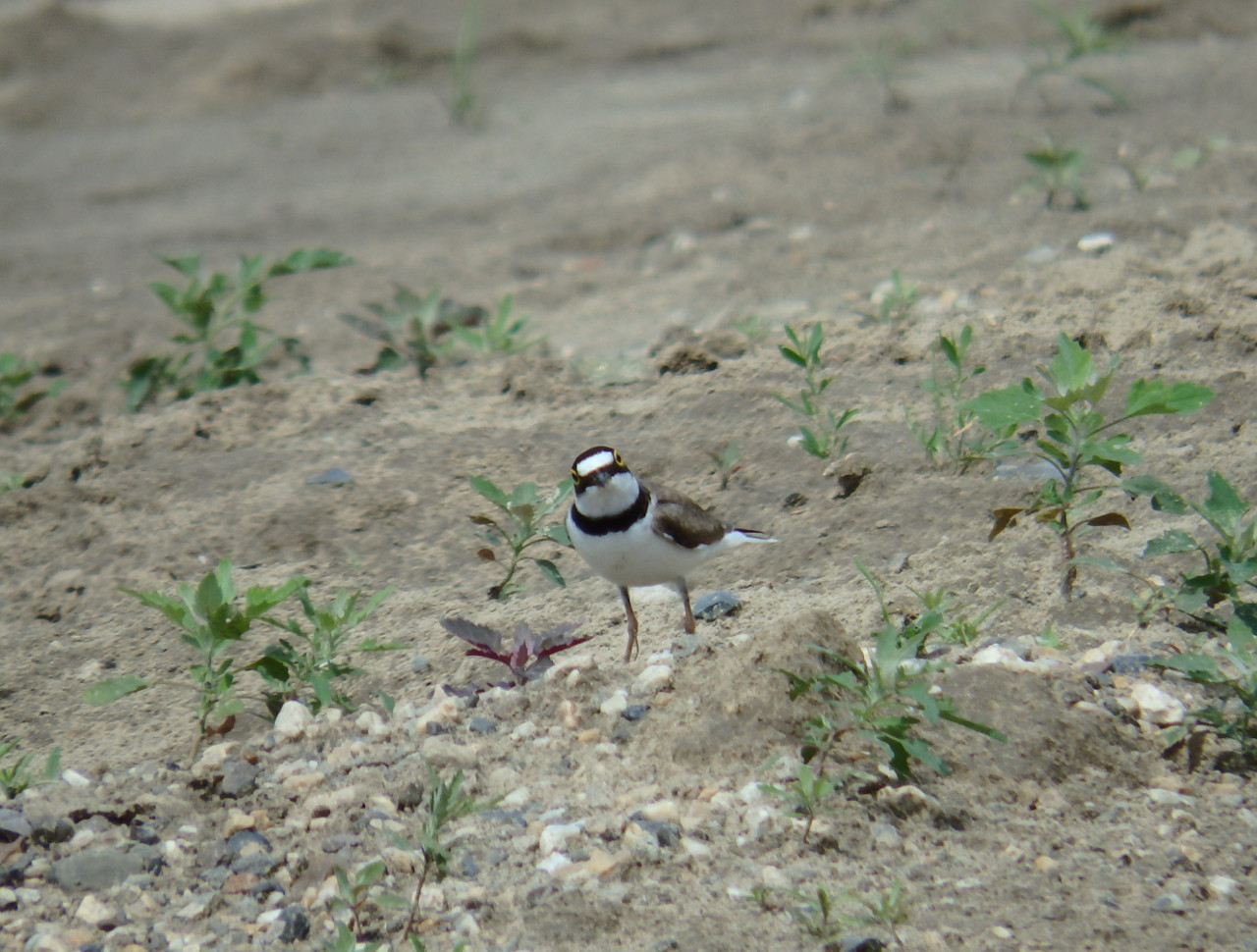 small plover - My, small plover, , Birds, , Ob, Krasny Yar, Longpost