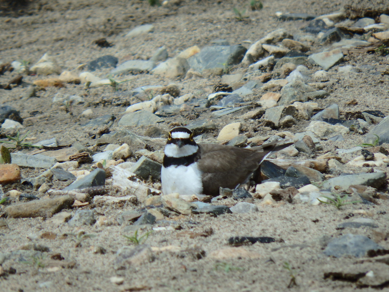 small plover - My, small plover, , Birds, , Ob, Krasny Yar, Longpost