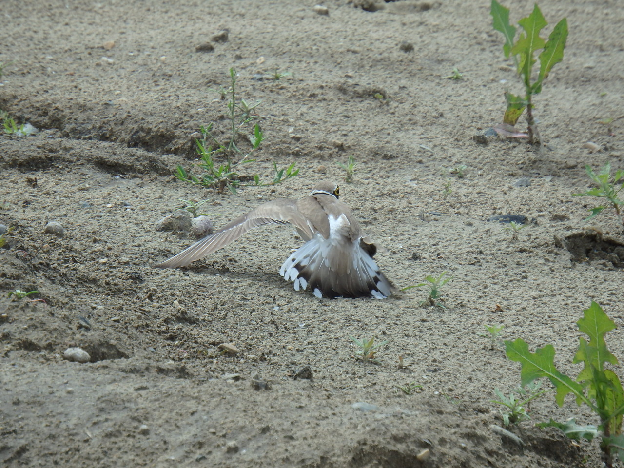 small plover - My, small plover, , Birds, , Ob, Krasny Yar, Longpost