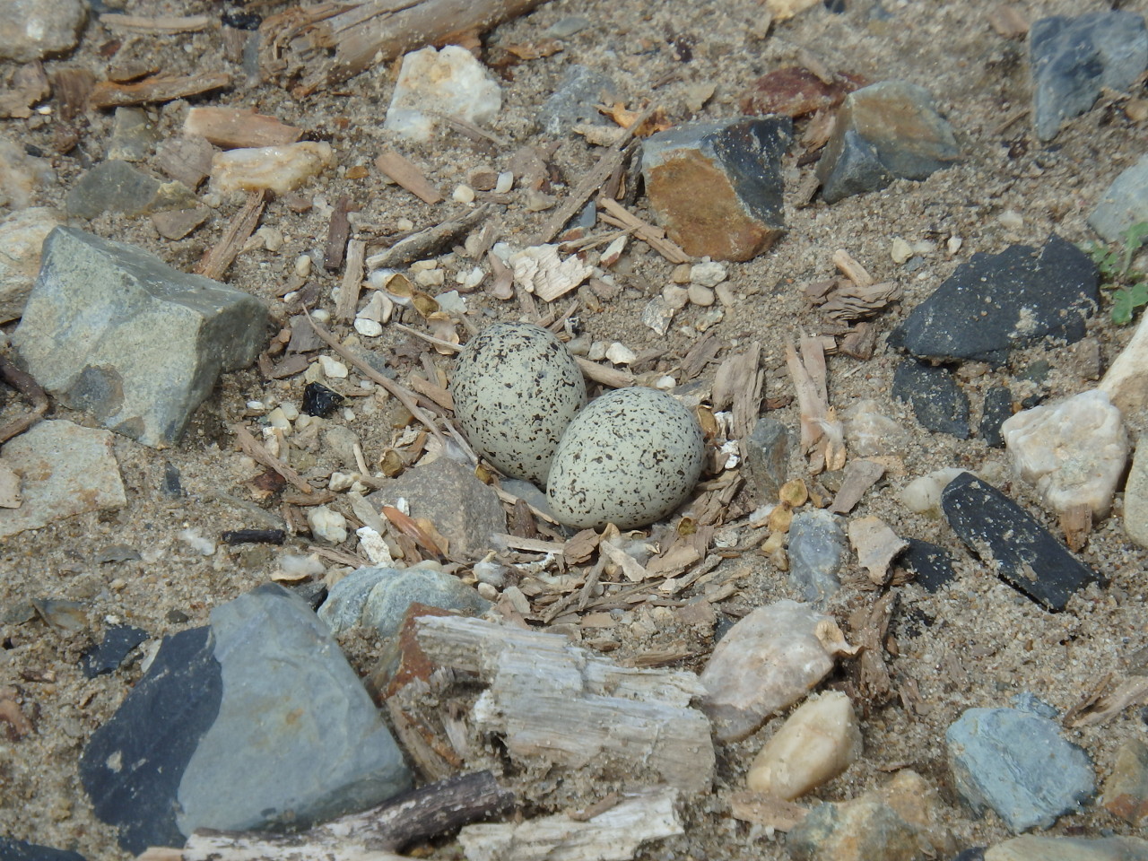 small plover - My, small plover, , Birds, , Ob, Krasny Yar, Longpost