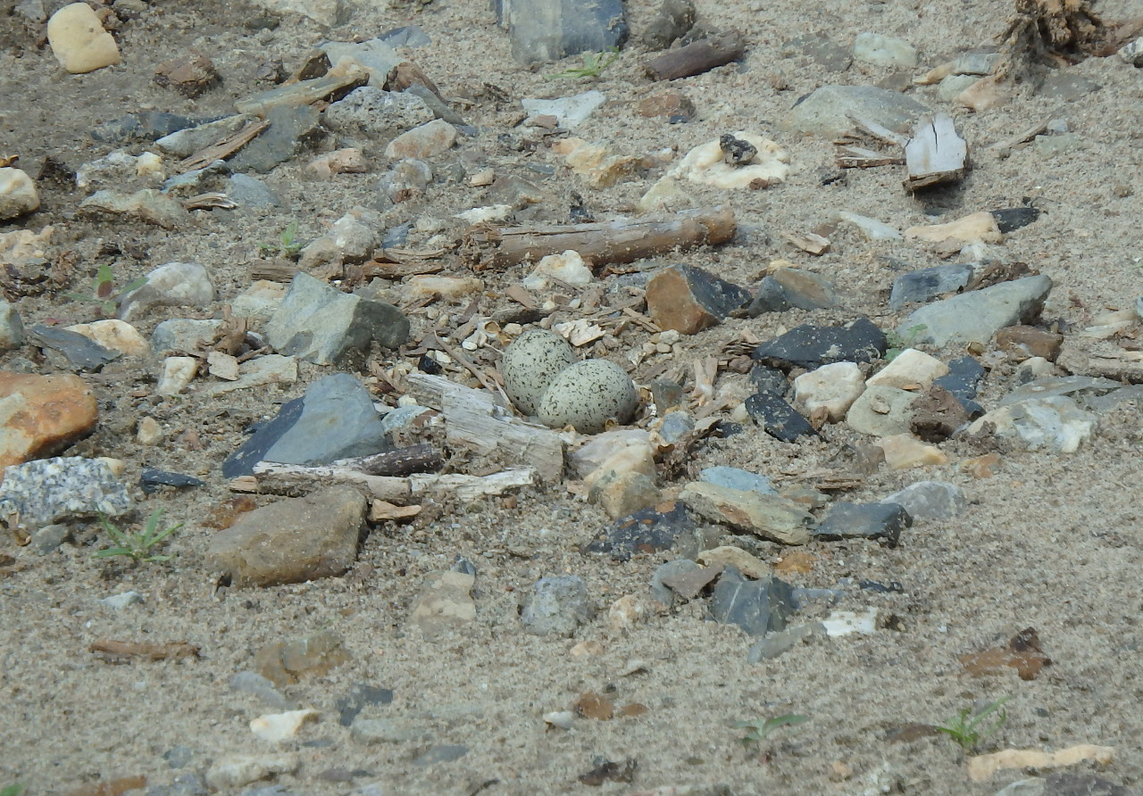 small plover - My, small plover, , Birds, , Ob, Krasny Yar, Longpost