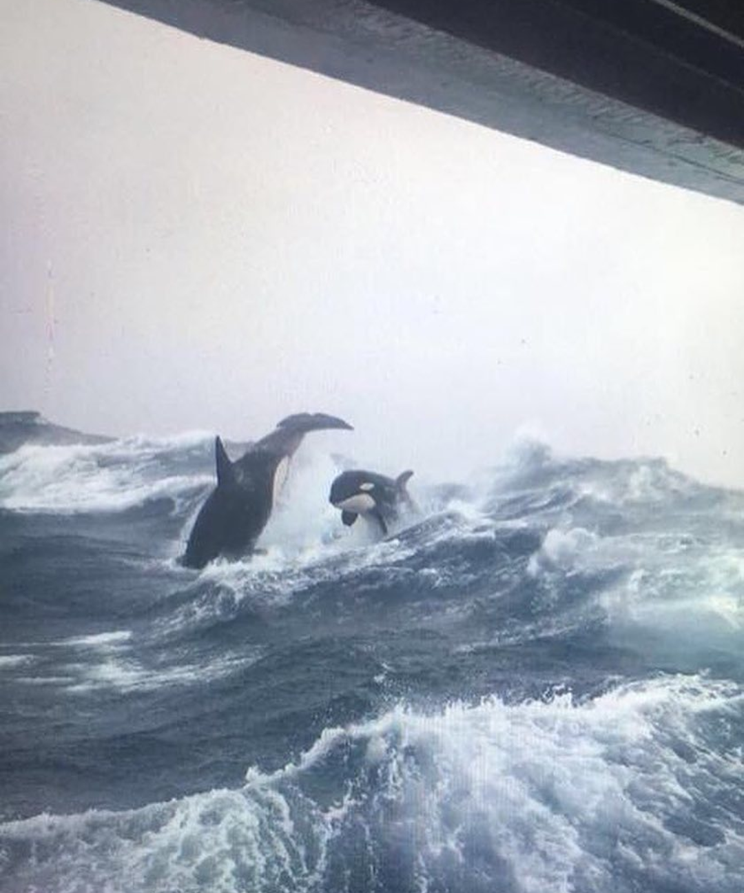 Orcas in a storm - , Killer whale