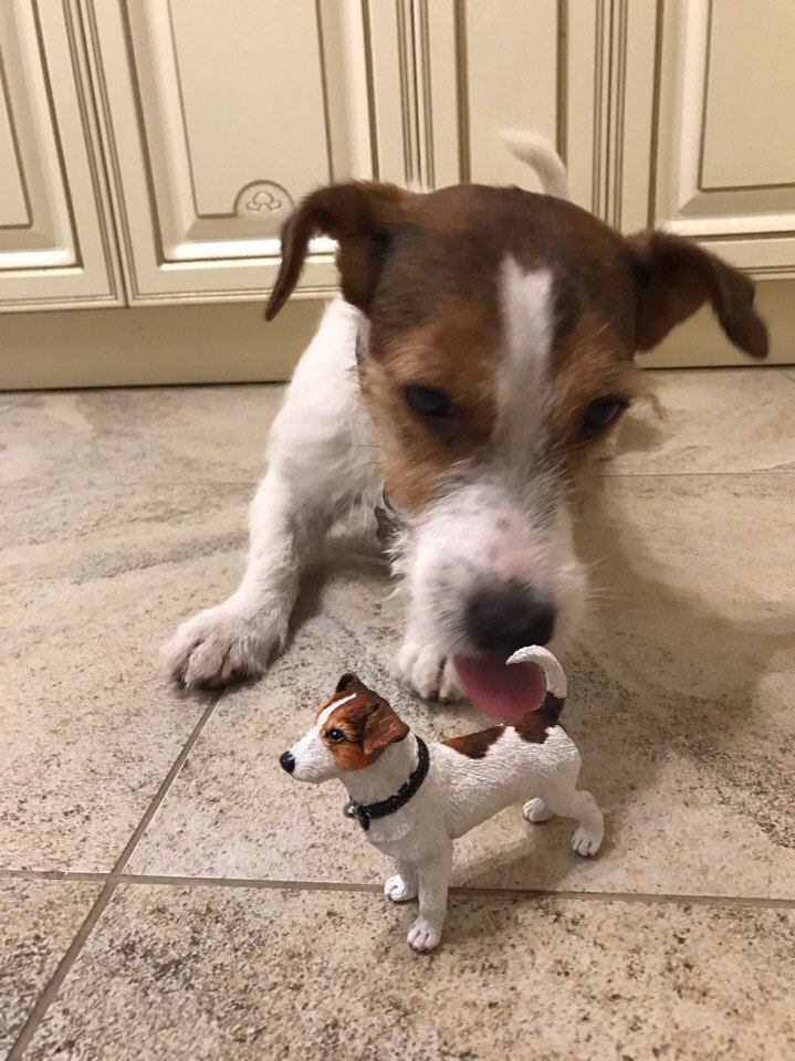 Figurine Jack Russell Terrier made of polymer clay - My, Polymer clay, Dog, Plastic, Needlework with process, Longpost