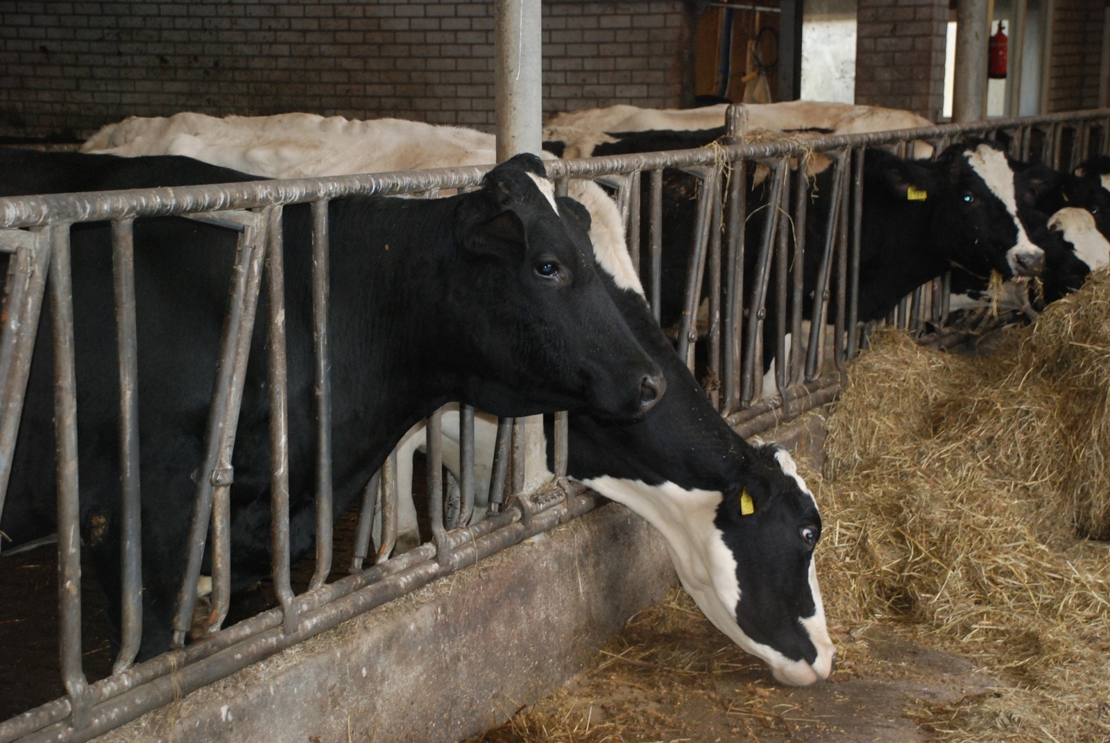 Aesthetics of a dairy farm in the Netherlands - My, The photo, Netherlands, Travels, People, Longpost, Netherlands (Holland)