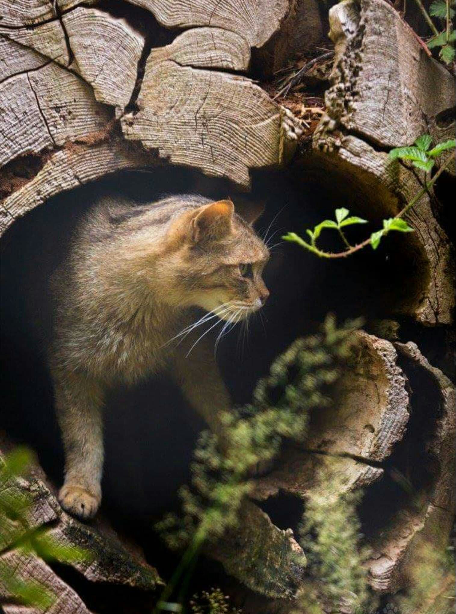 На природе - Кот, Дерево