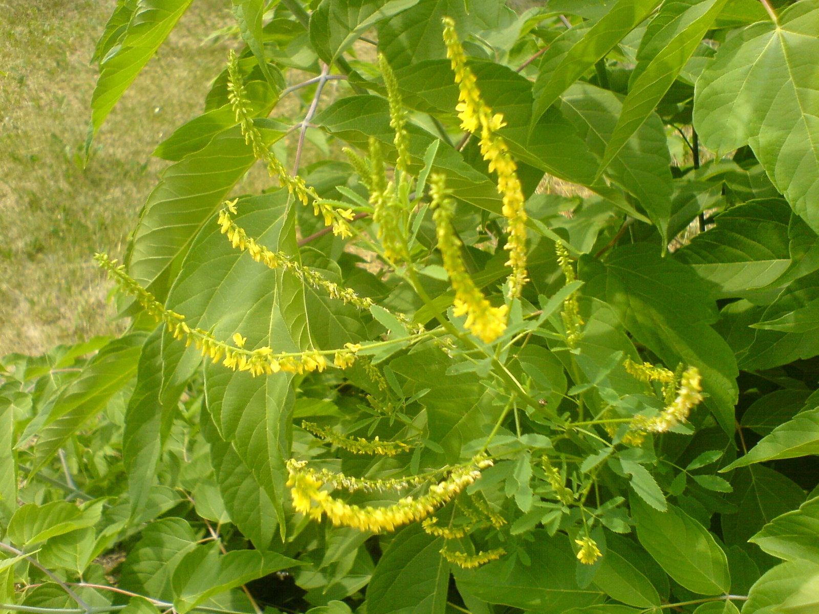 The smell of sweet clover - , Smell