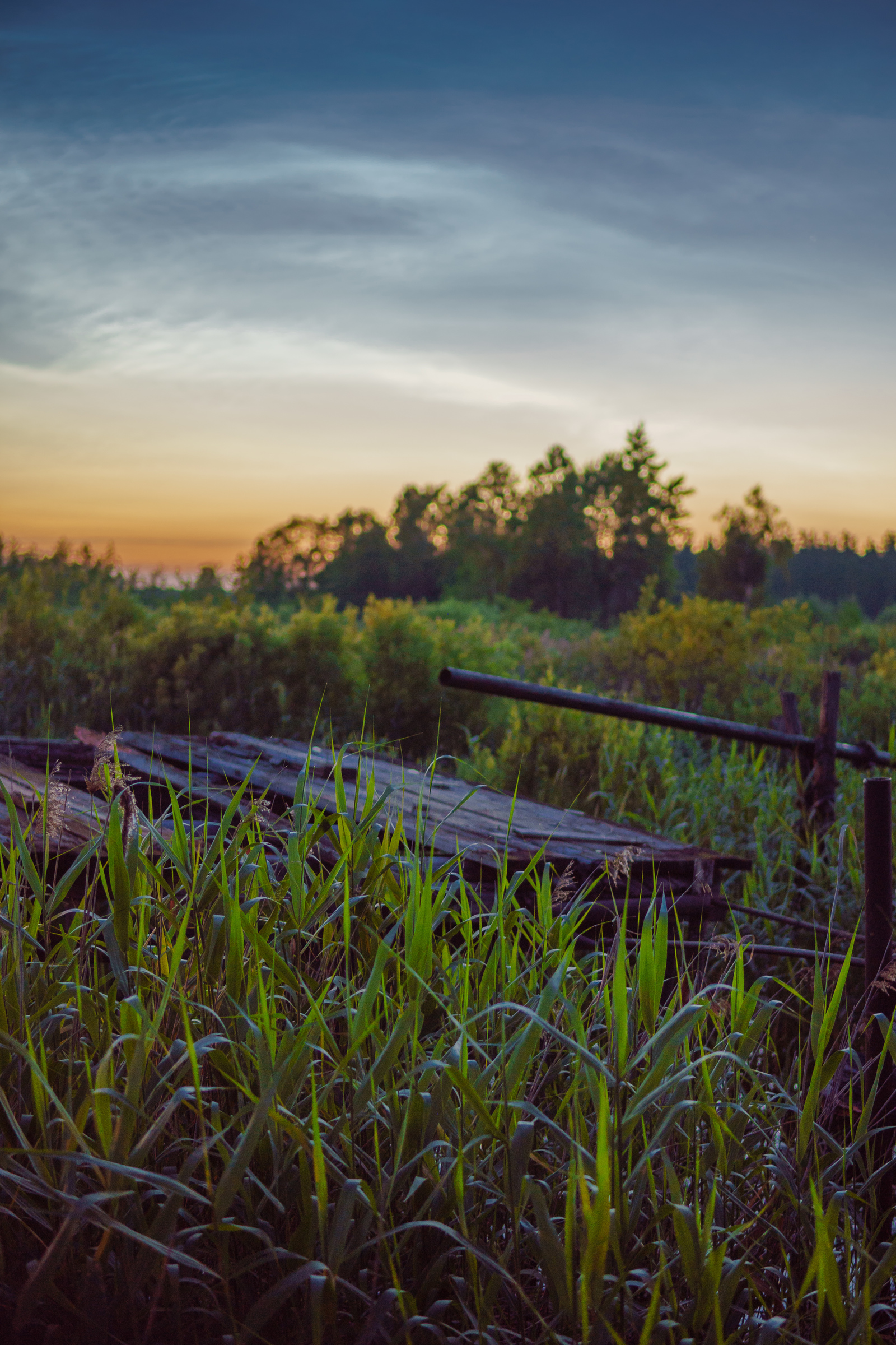 dawn - My, dawn, River, The photo, Longpost, Nature, Plants, Sky