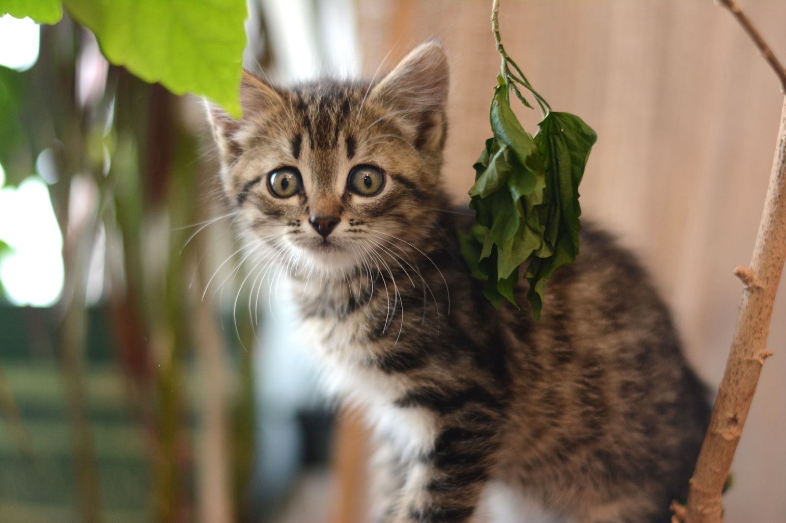 Do you want kittens? - My, cat, The photo, Longpost, Saint Petersburg, Help, In good hands, No rating