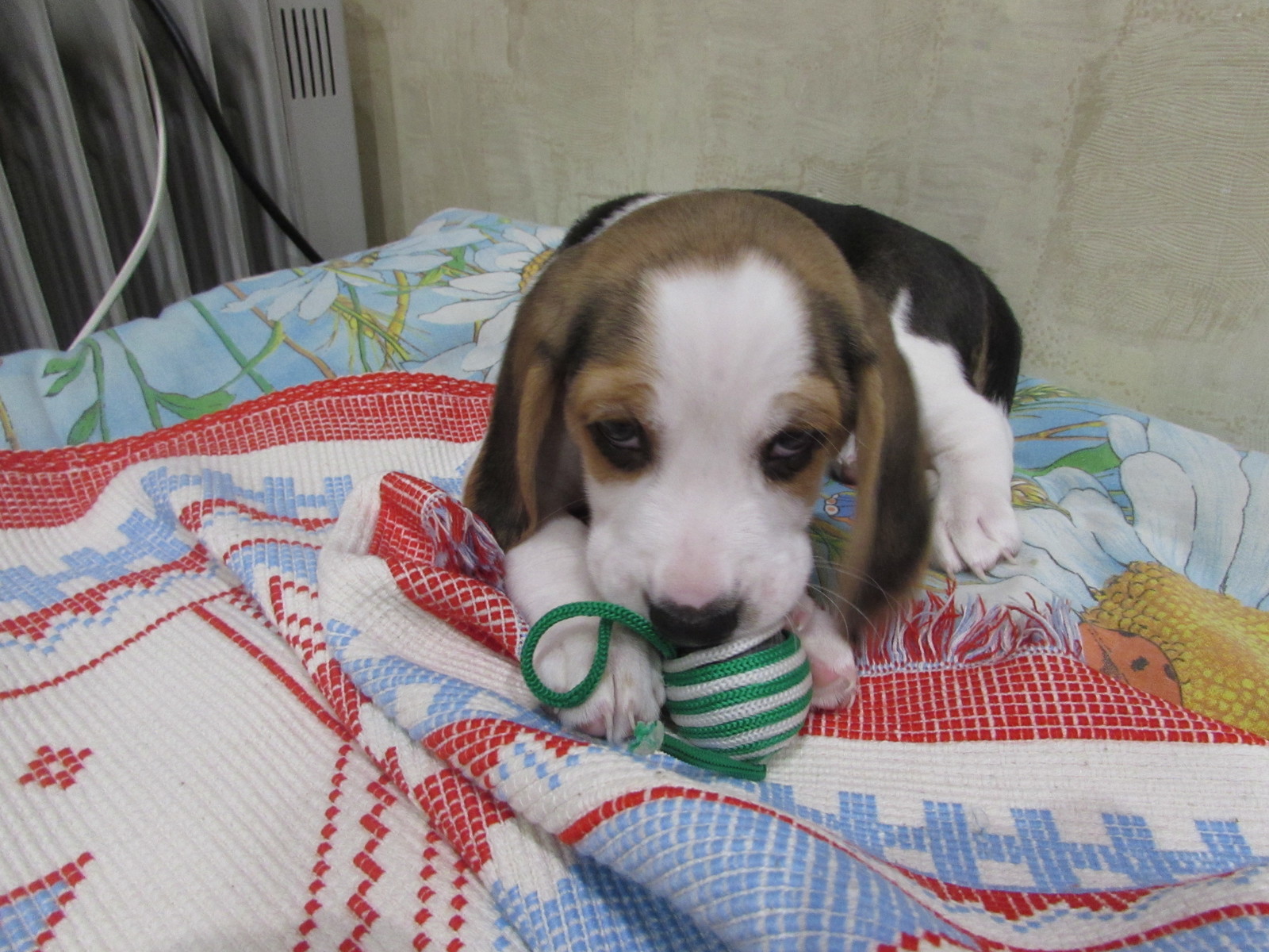 Beagle, was – became. - My, Dog, Beagle, It Was-It Was, Longpost