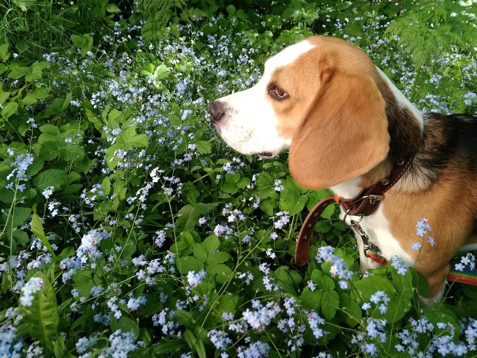 Beagle, was – became. - My, Dog, Beagle, It Was-It Was, Longpost