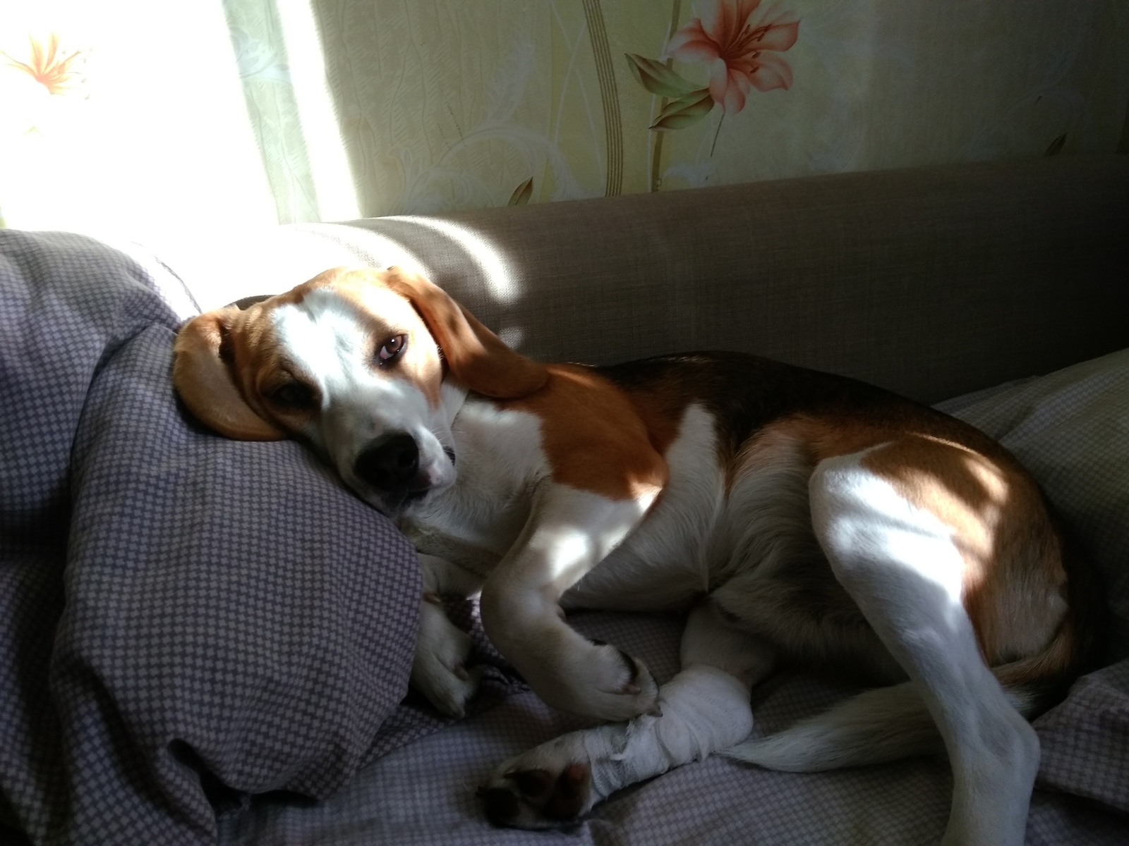 Beagle, was – became. - My, Dog, Beagle, It Was-It Was, Longpost