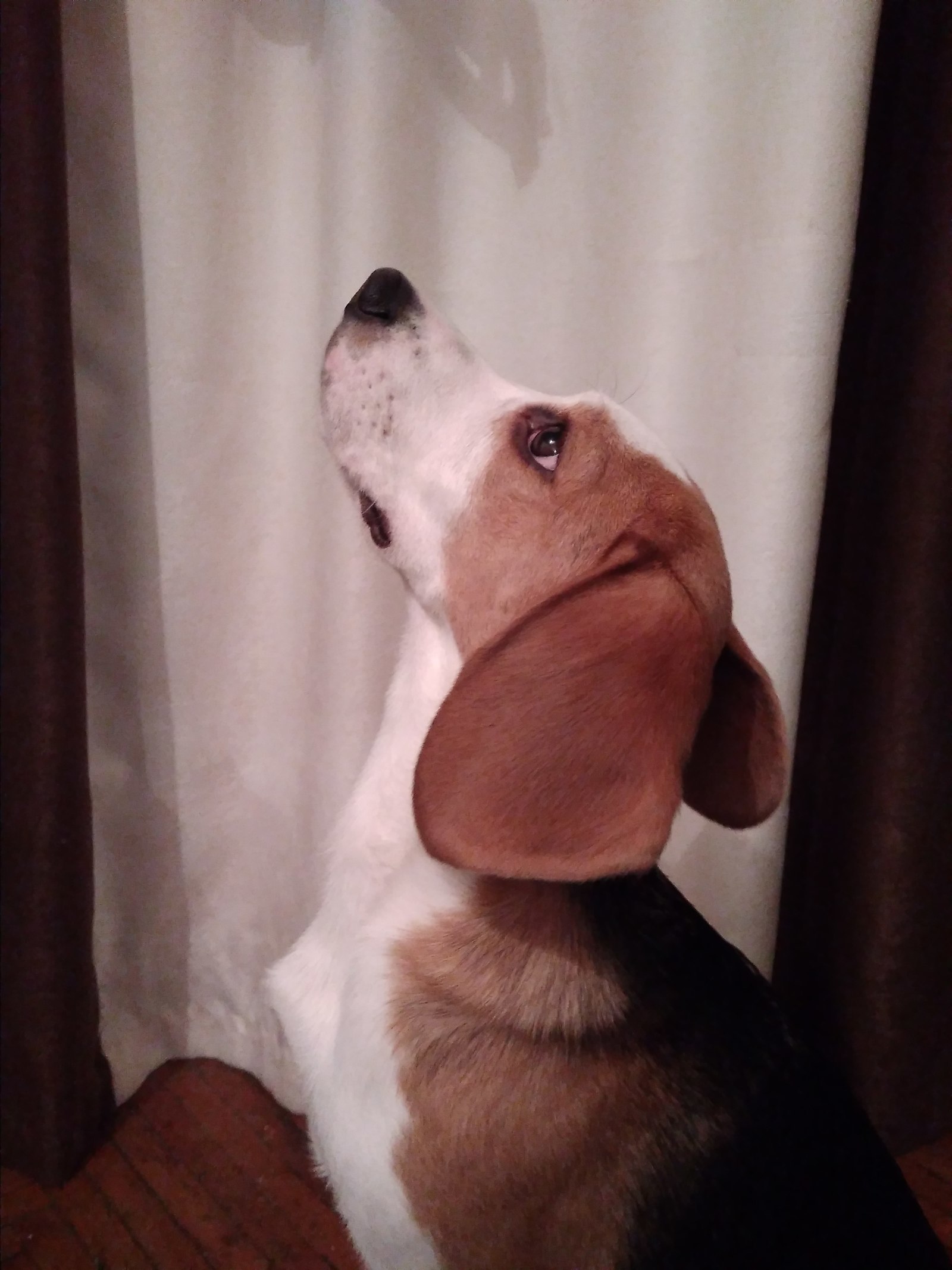 Beagle, was – became. - My, Dog, Beagle, It Was-It Was, Longpost