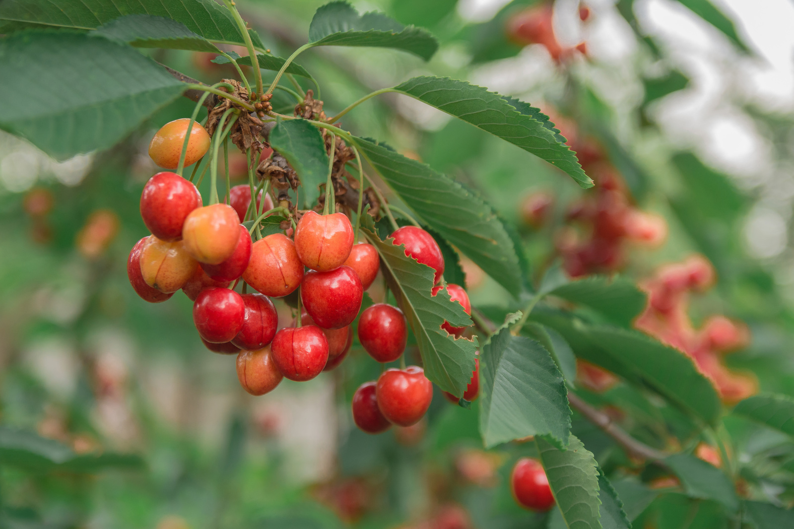 It was - it was - My, Nikon, Cherries, The photo, Plants