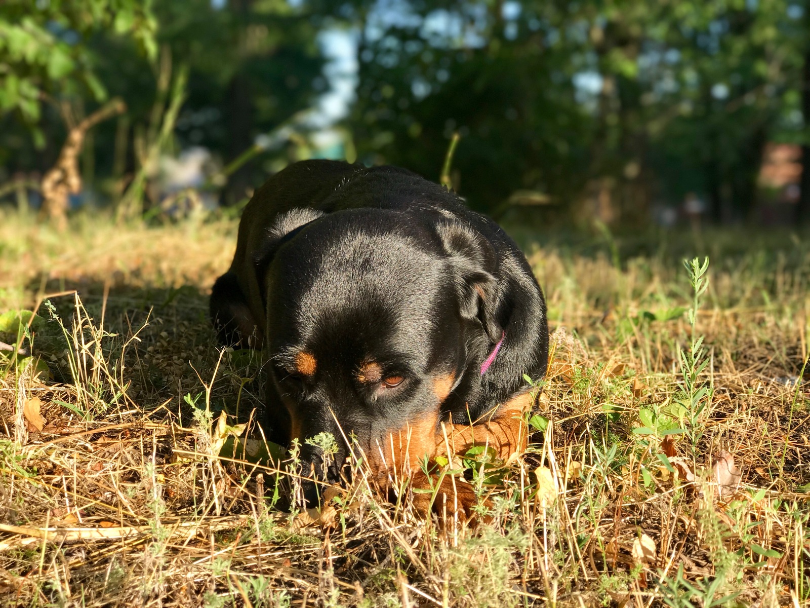 Rottweilers are kind :) - My, Rottweiler, Dog, Friend, The park, Nature, Longpost