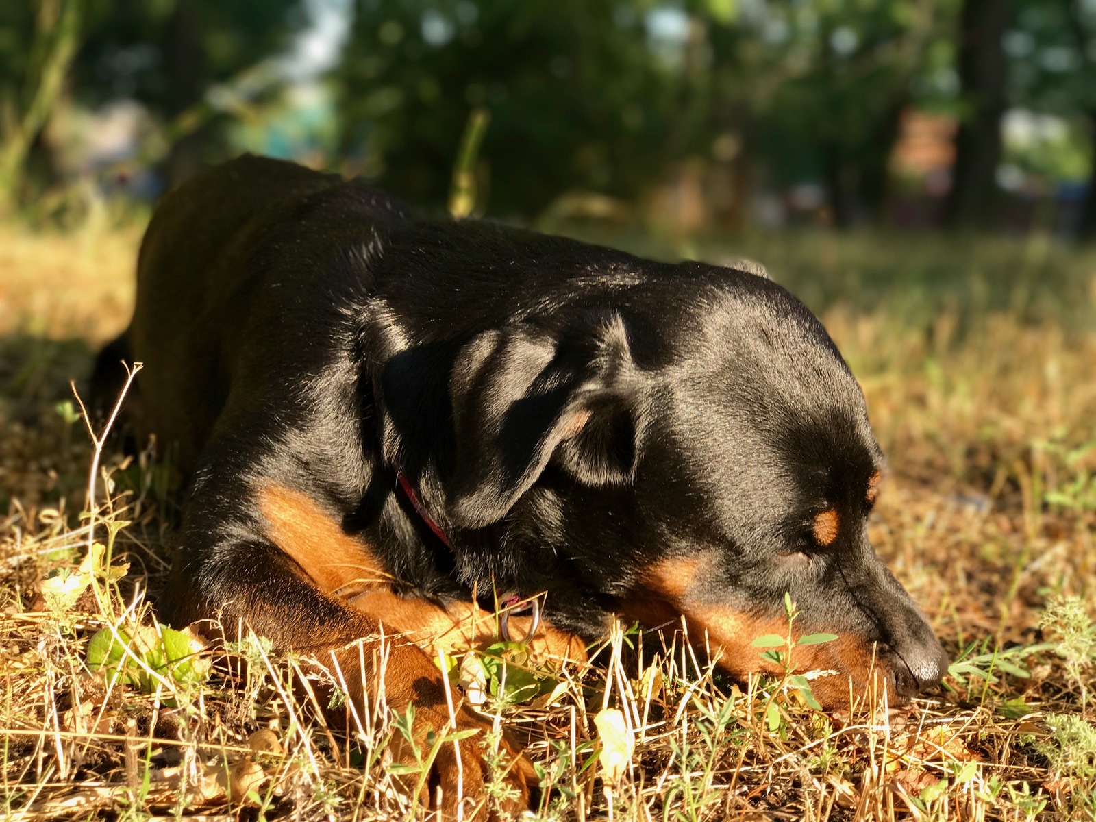 Rottweilers are kind :) - My, Rottweiler, Dog, Friend, The park, Nature, Longpost