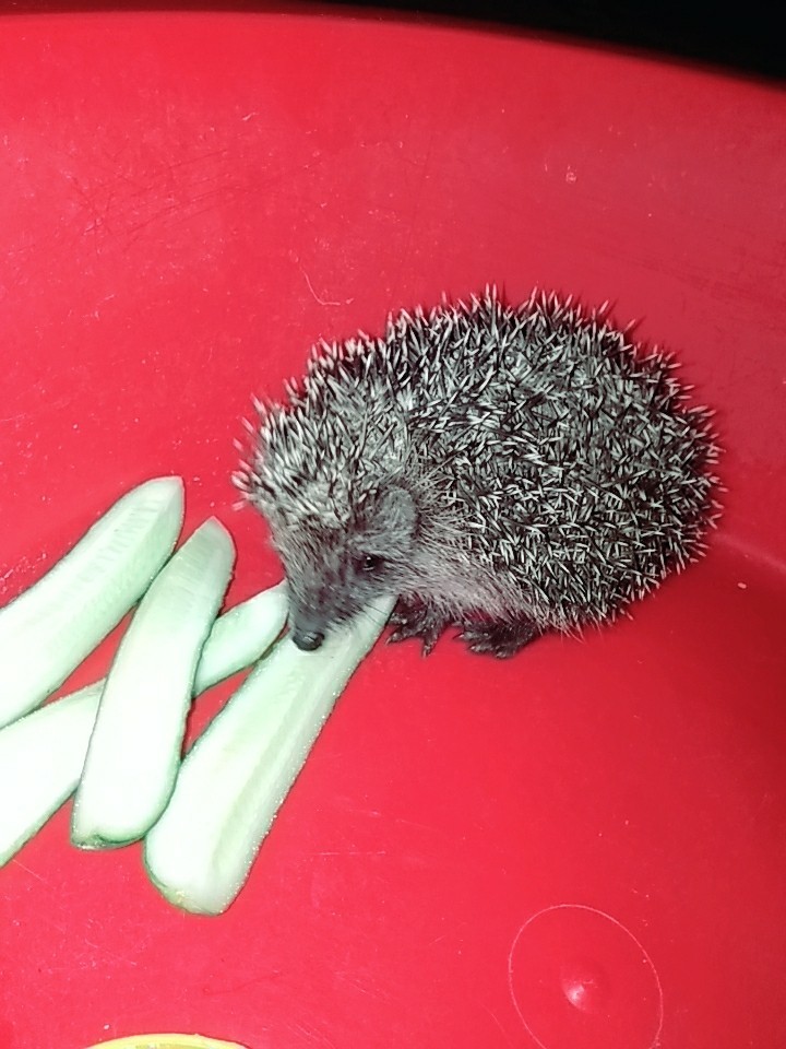 Hedgehog) - My, Hedgehog, House in the woods, Longpost