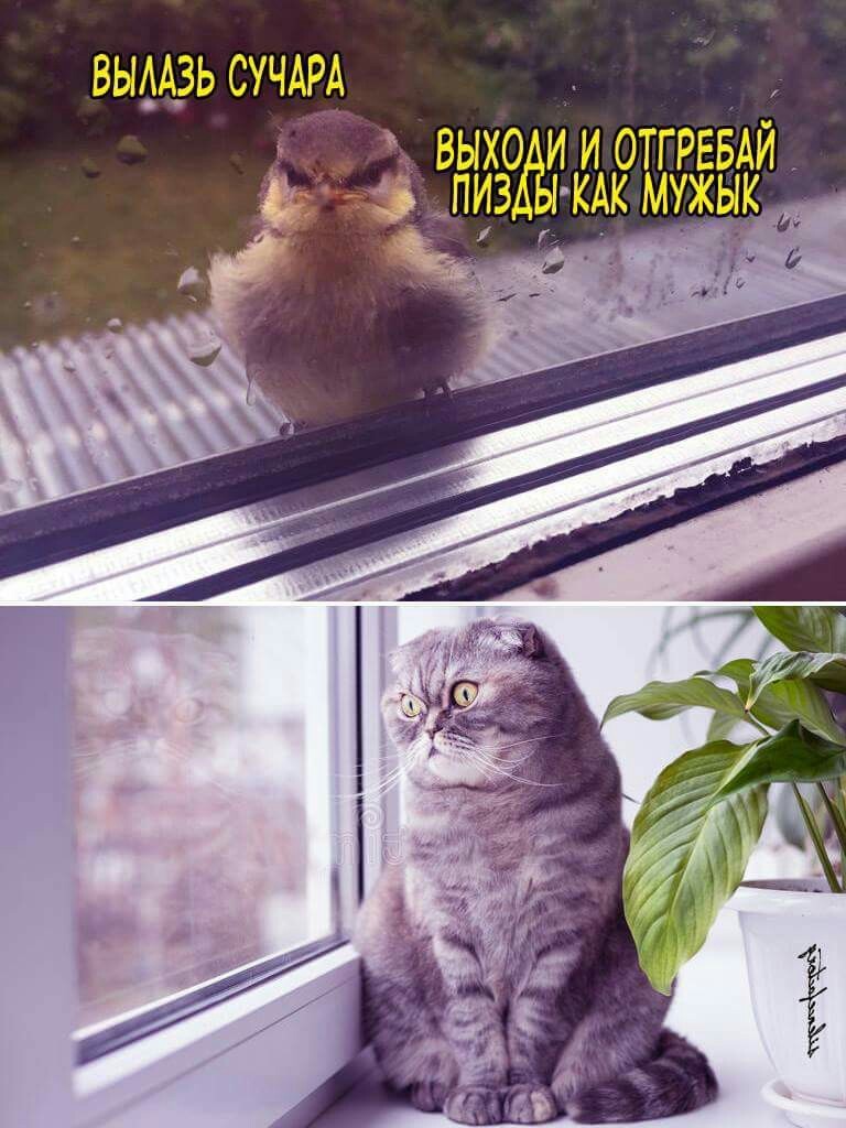 Little bird - My, Kiwi bird, cat, Humor, Kiwi