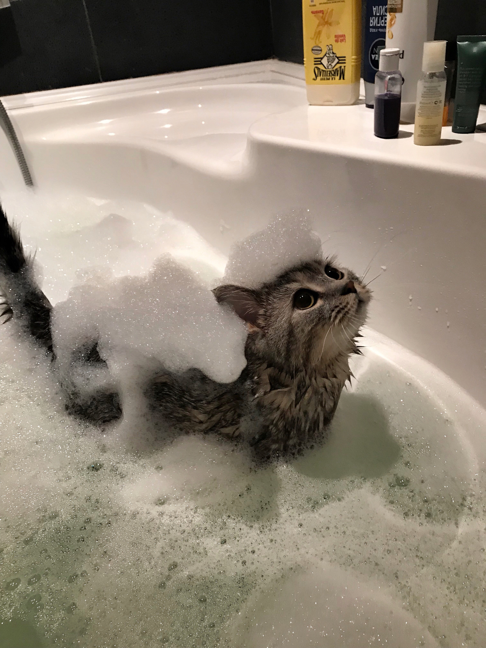 bathe me - cat, , Foam