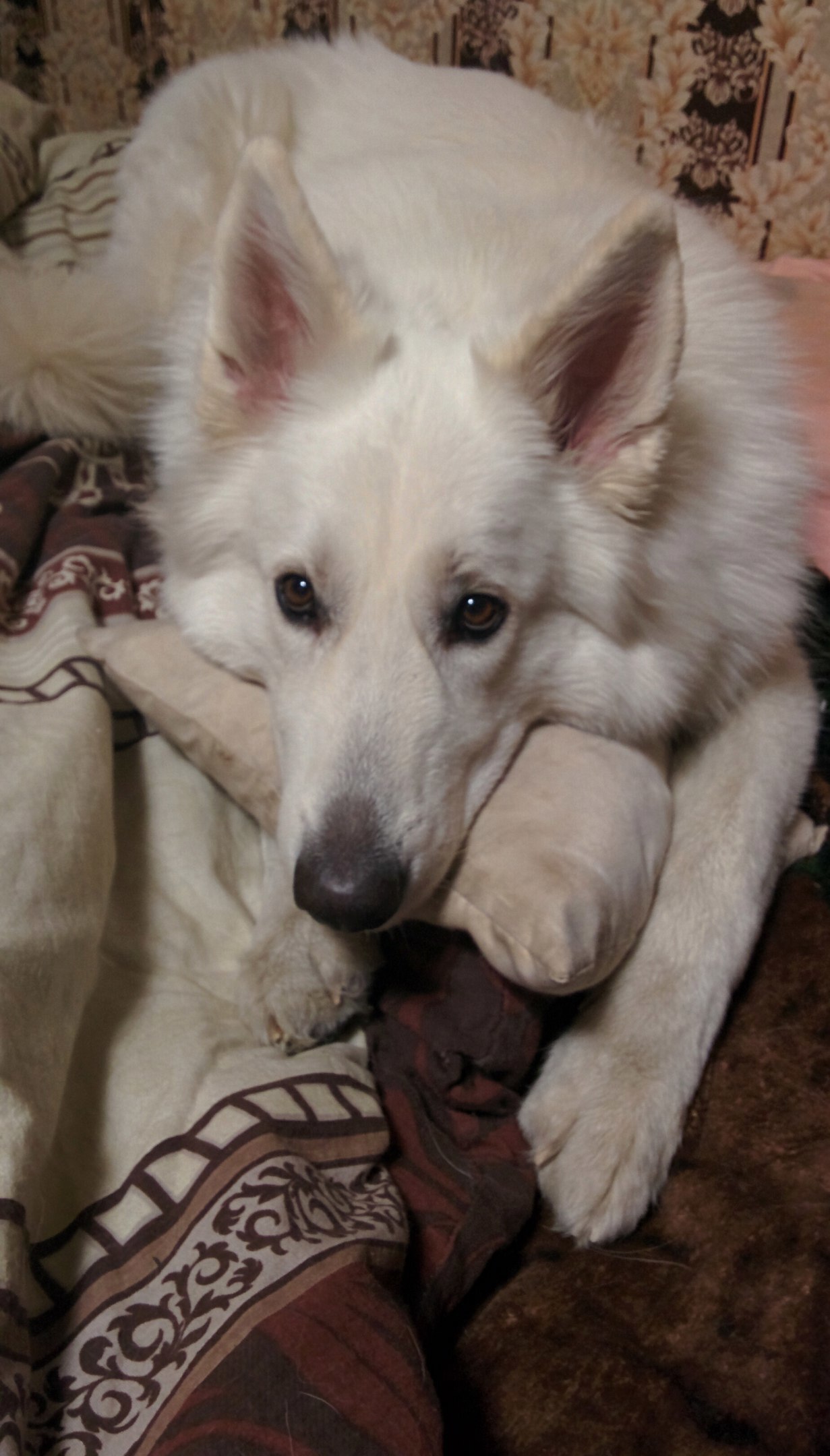 The life of a shepherd named Caesar. - My, Dog, White swiss shepherd, Longpost, The photo, Animals, Family