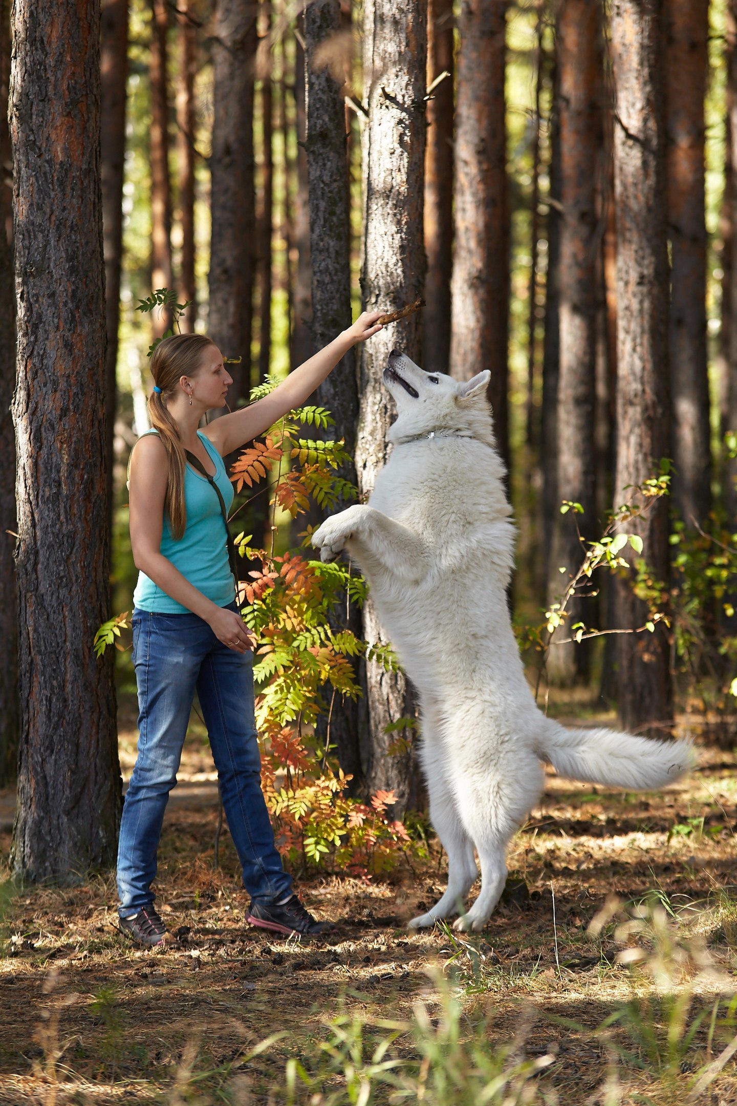 The life of a shepherd named Caesar. - My, Dog, White swiss shepherd, Longpost, The photo, Animals, Family