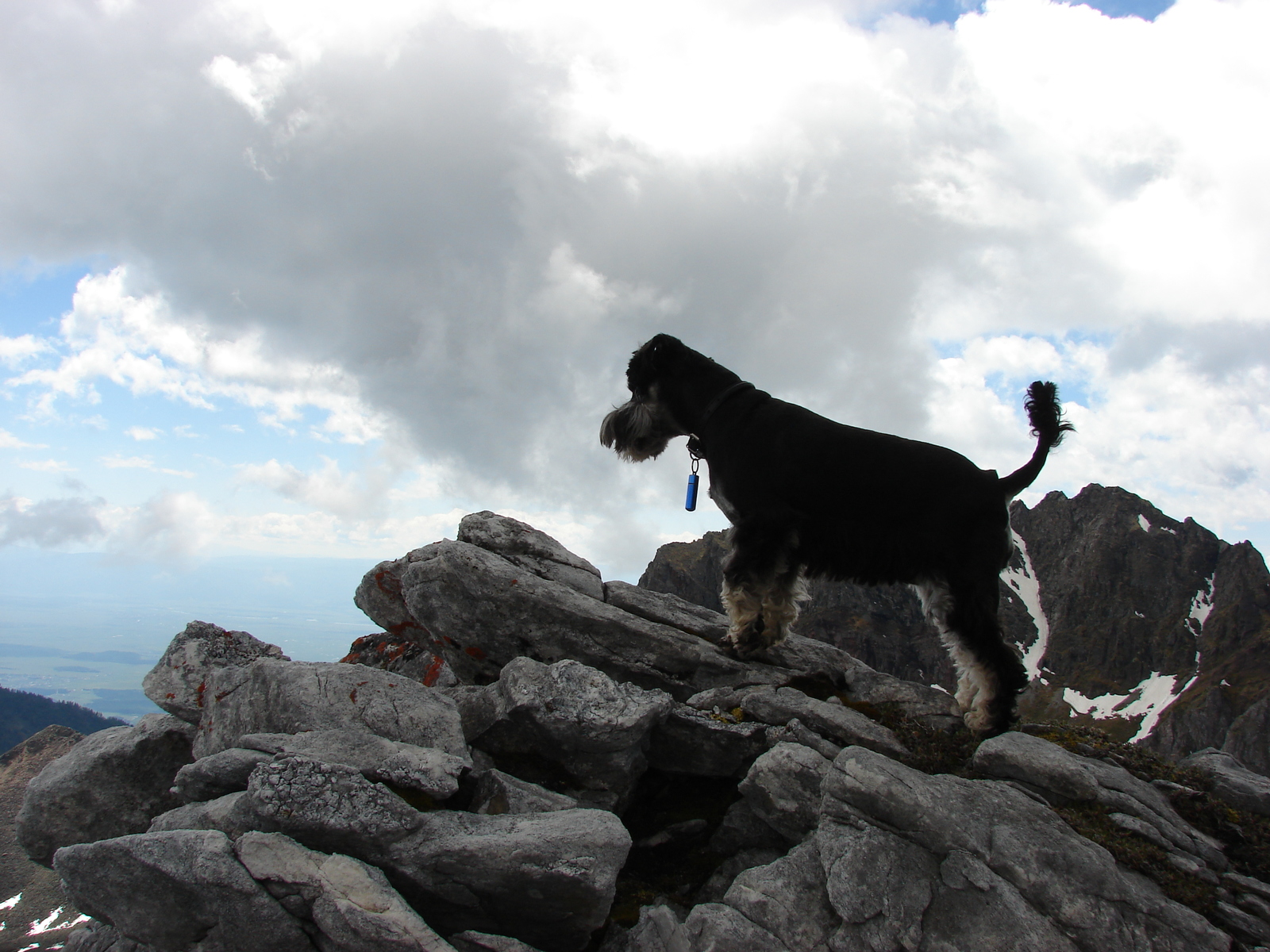 Walking dog. - My, Hike, The mountains, Dog, Friend, PHOTOSESSION, Longpost