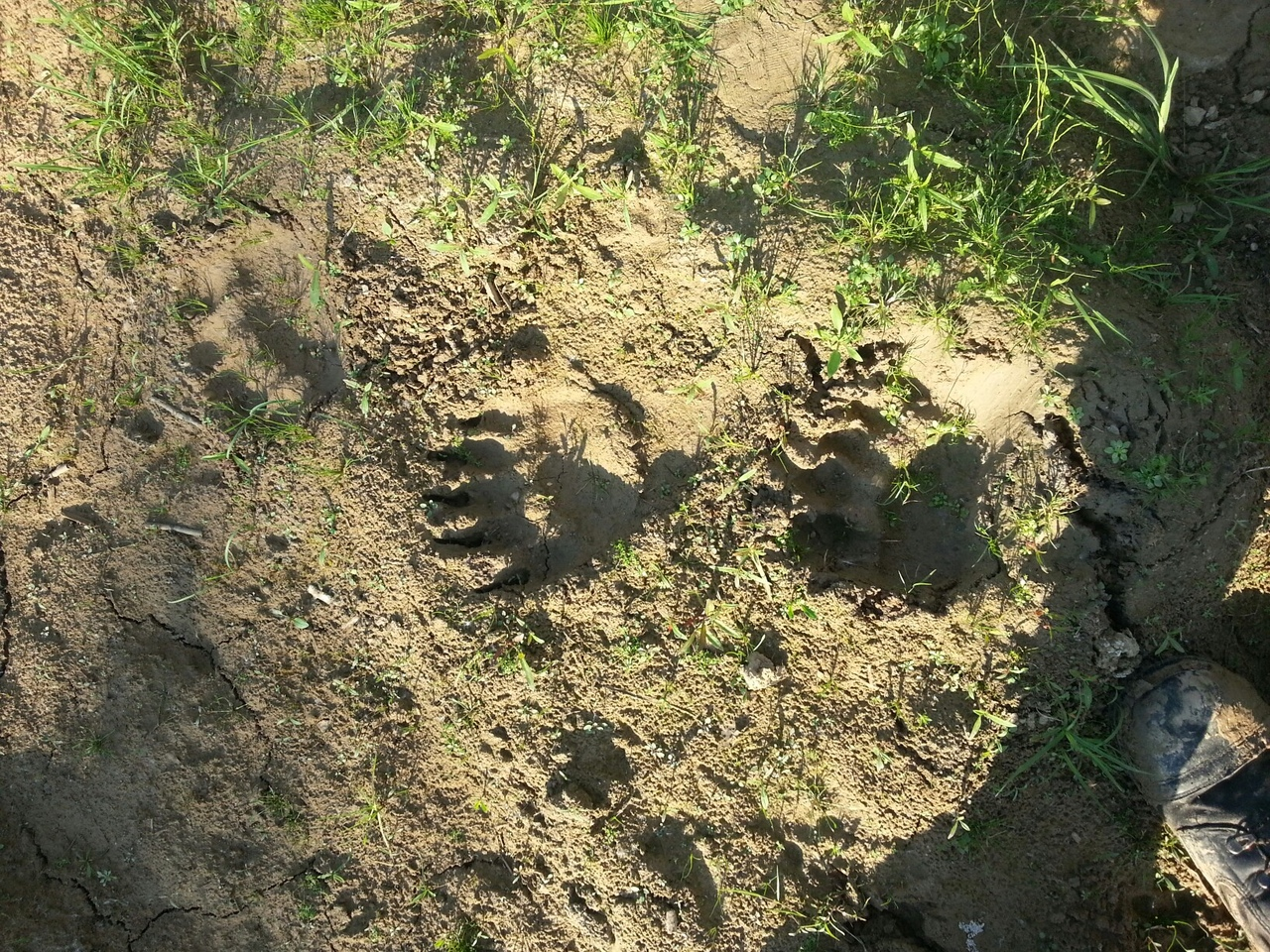 How to know when it's time to go home - My, Bear, Forest, Dacha, Fear, Track, The Bears