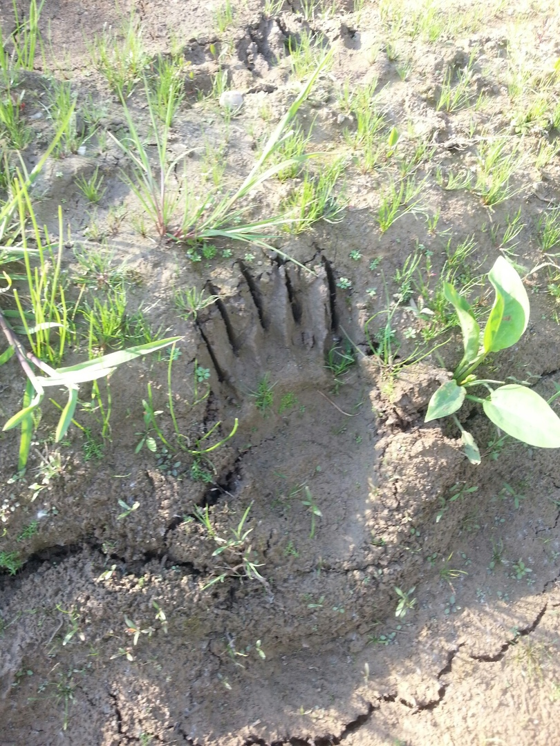 How to know when it's time to go home - My, Bear, Forest, Dacha, Fear, Track, The Bears