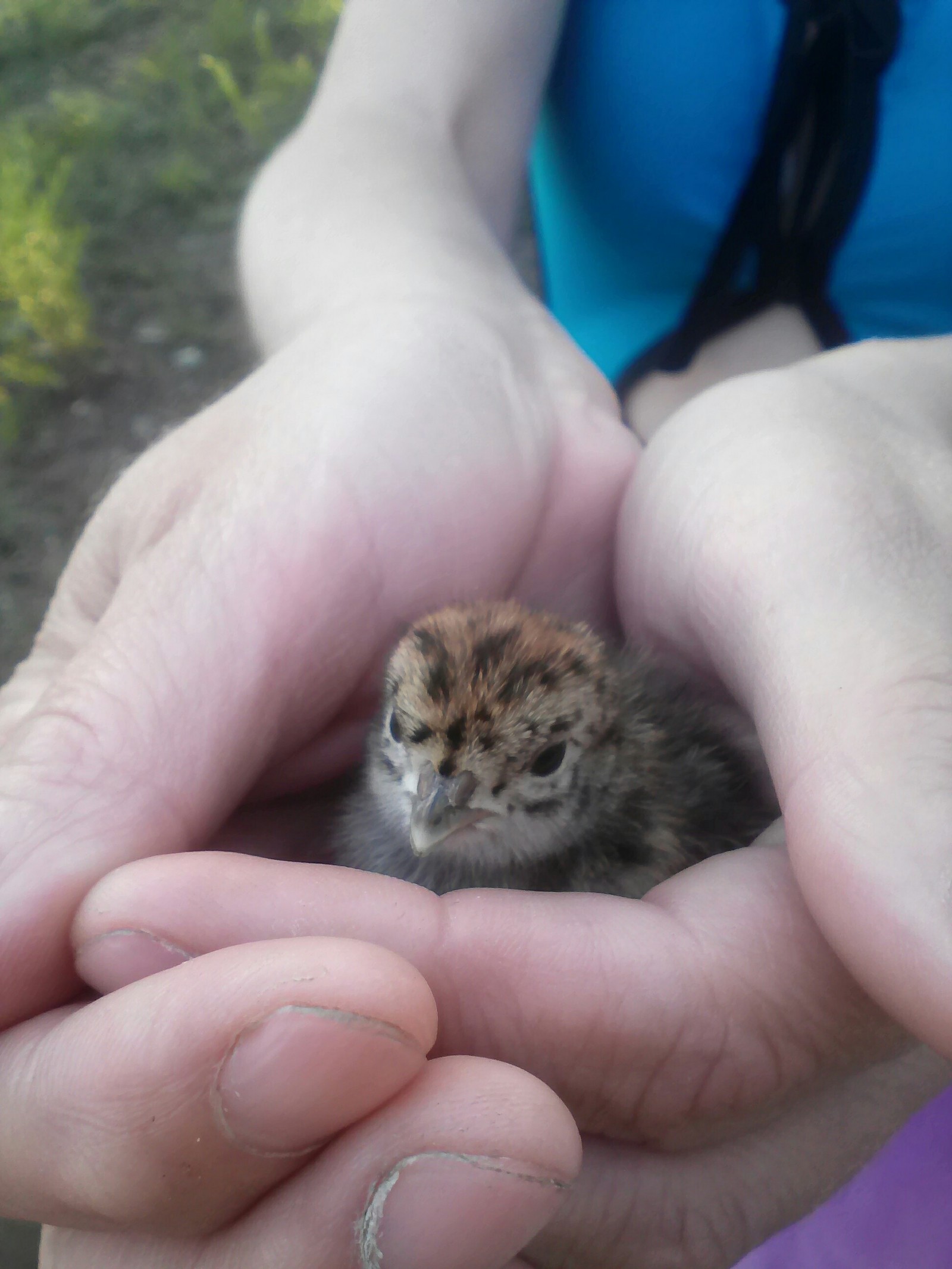 Little bird - My, What kind of bird?, Ornithology, Chick