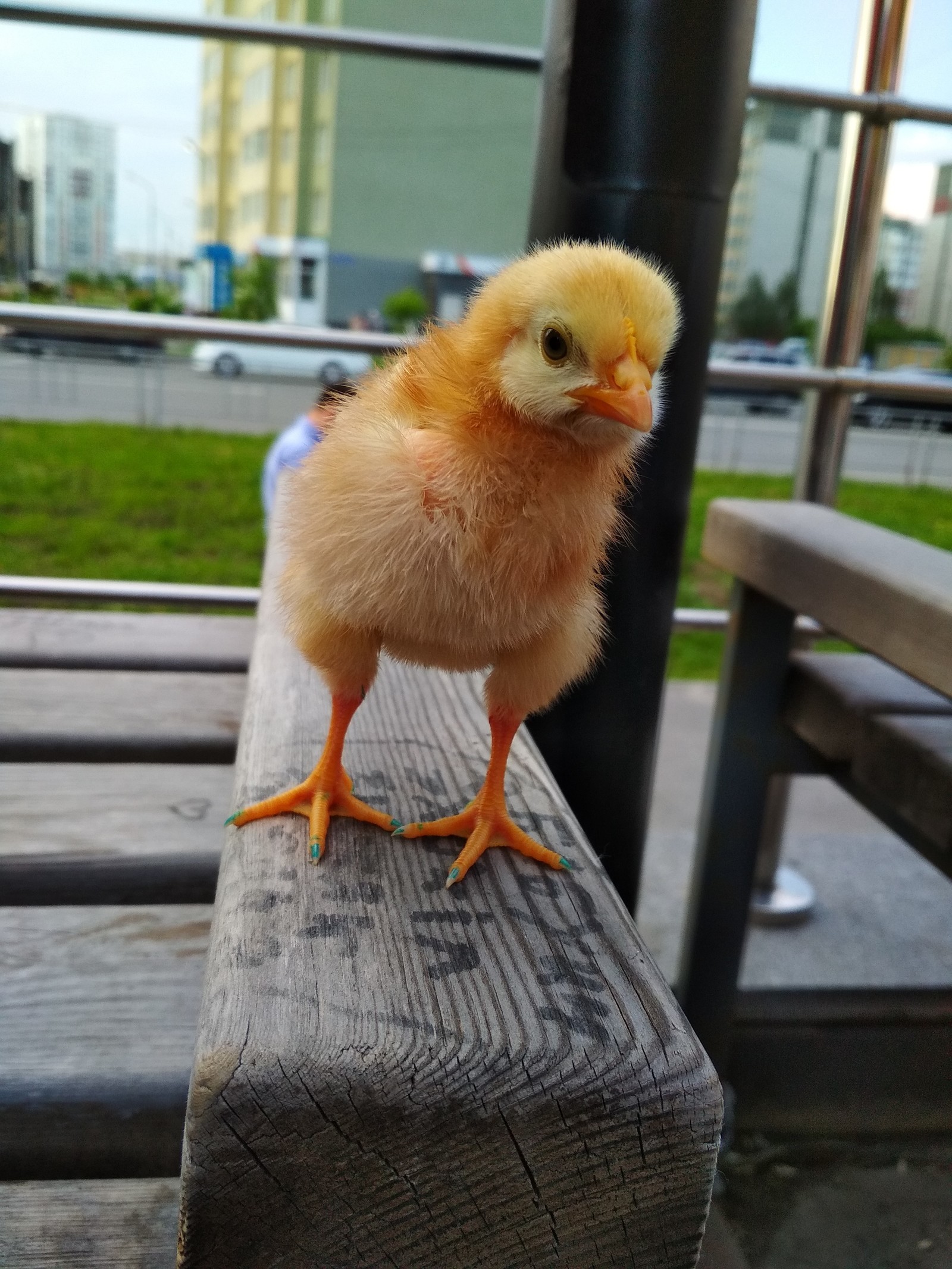 Chick - My, Chickens, Continuation, Longpost, Birds, The photo