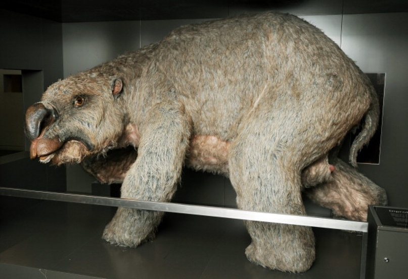 Book of Animals: Diprotodon - My, Diprotodon, Animals, Wild animals, Paleontology, Zoology, Humor, Animal book, Longpost