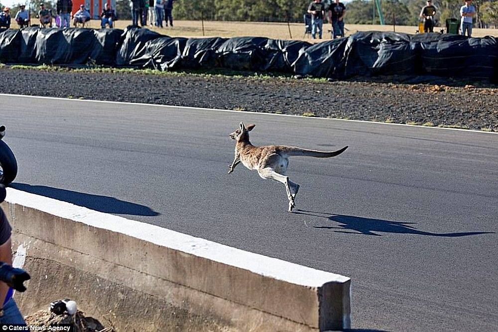 Australian Superbike Champion Brian Staring and a fearless kangaroo who wanted to compete with the pilot in the Morgan Park race. - Race, Moto, Australia, Kangaroo, Longpost