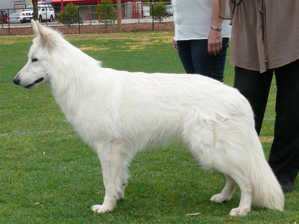 Белые Породы Собак Фото