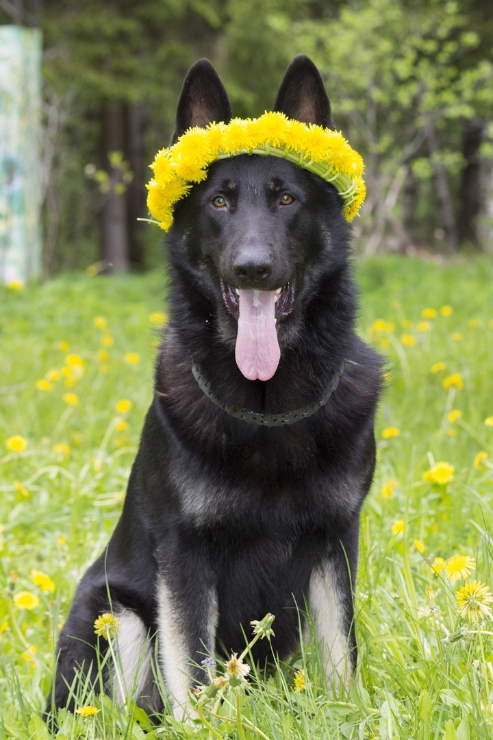 VEO Brizik. My doggy. - My, Dog, East European Shepherd, Longpost