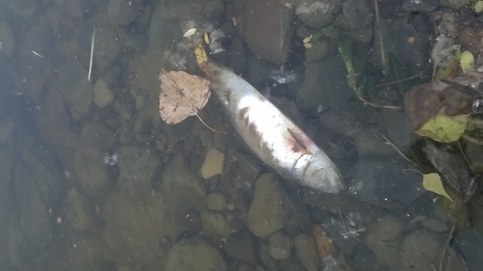 In the Volga they poisoned the fish. - My, 2018 FIFA World Cup, Volgograd, A fish, Fishing, Ecology, Midges, Longpost