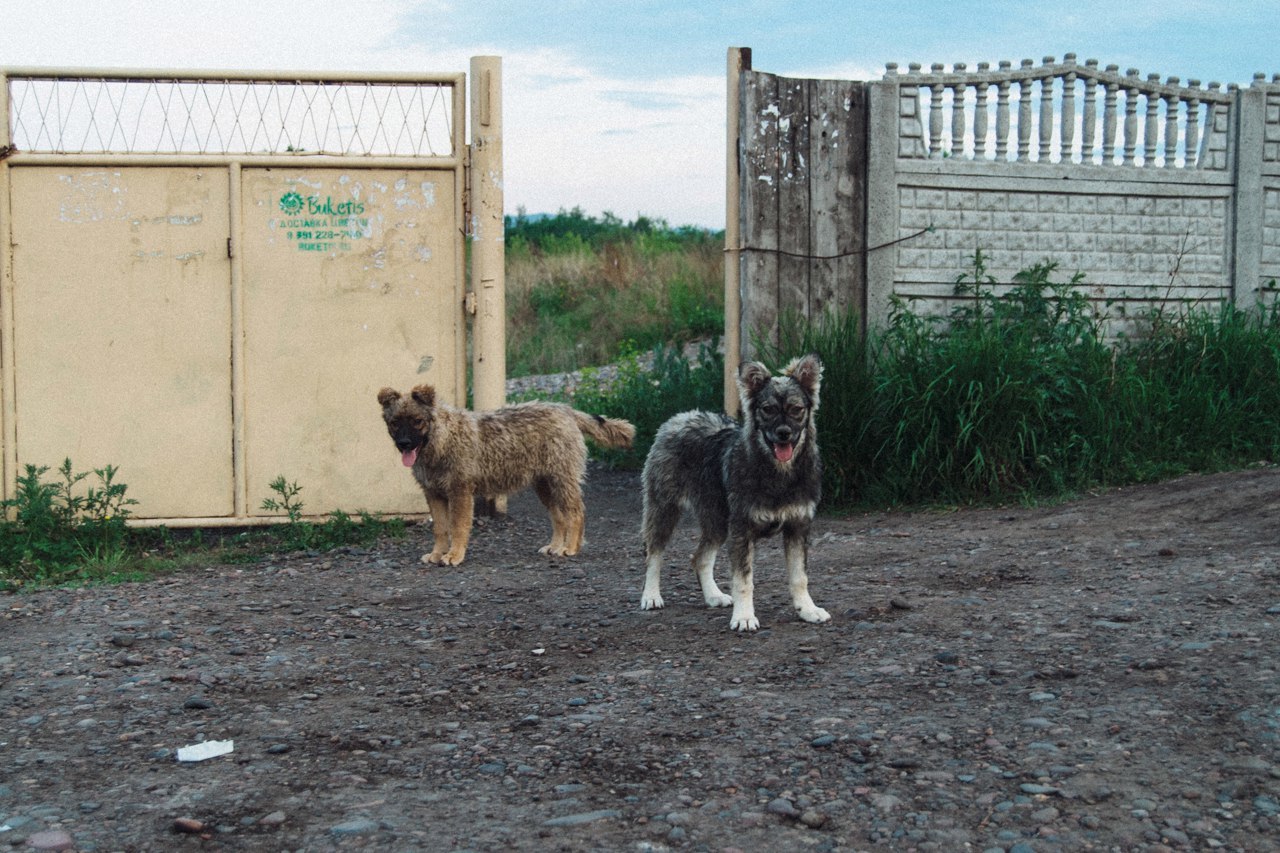 Mitten #5 - My, Animals, cat, Dog, Krasnoyarsk, Novoaltaysk, Barnaul, Longpost, The photo