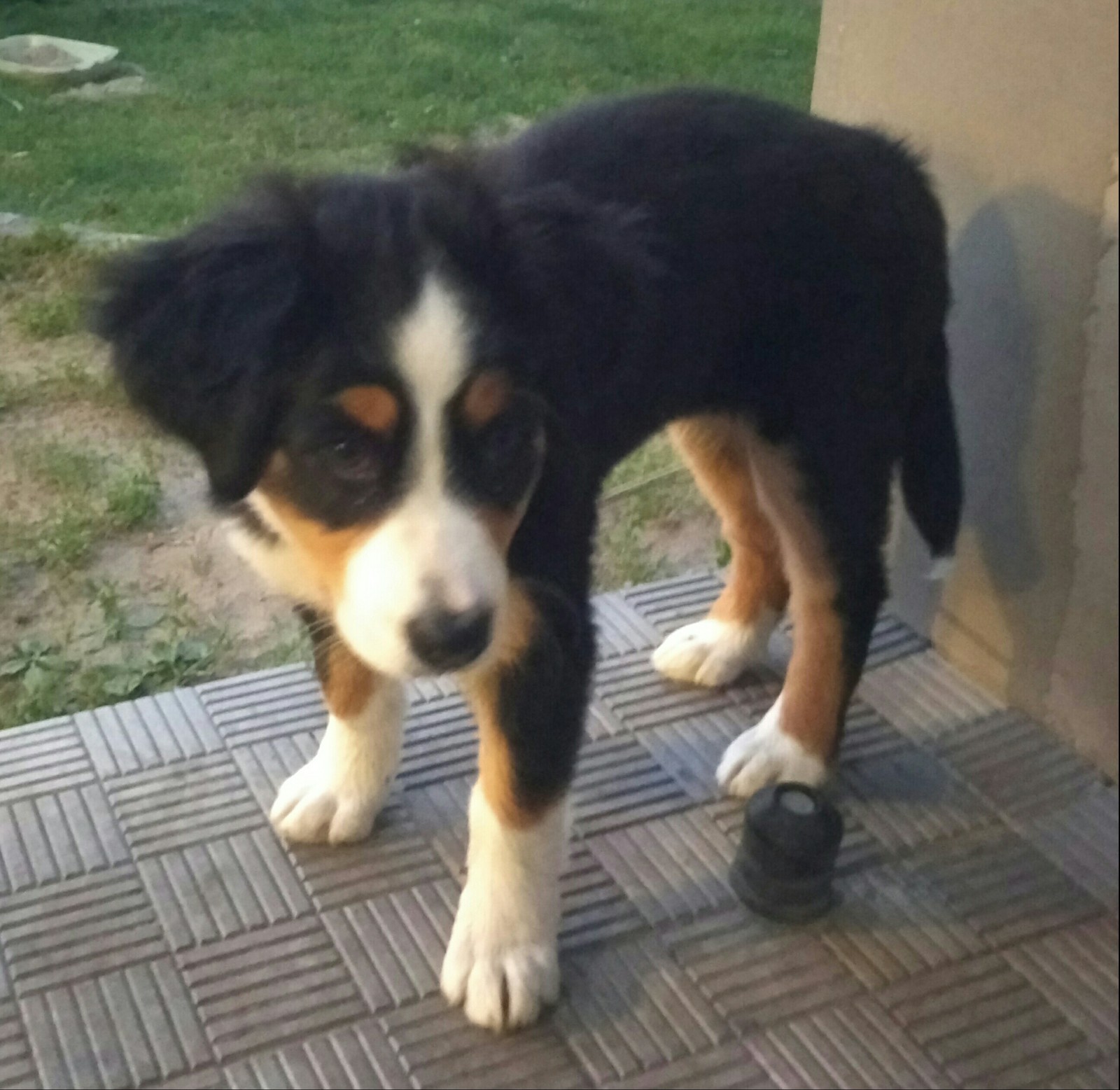 Bernese Mountain Dog in good hands - Dog, Bernese mountain dog, In good hands, Brest, Republic of Belarus, Longpost, No rating