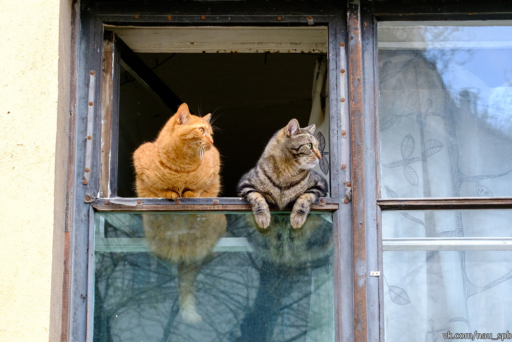 Cats on the Fontanka :)) - cat, Saint Petersburg, Fontanka, Longpost, The photo