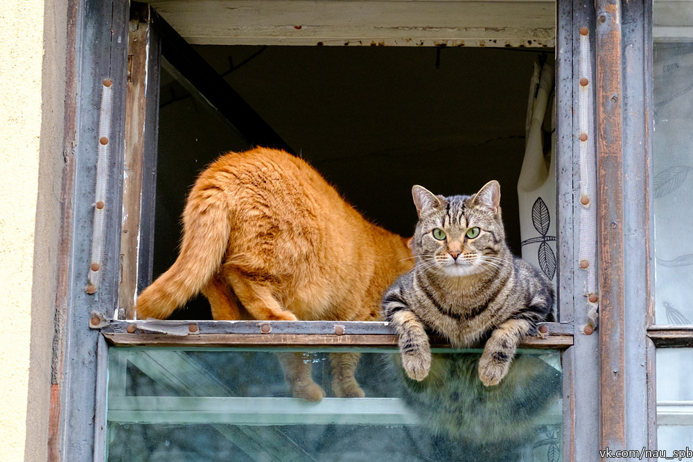 Cats on the Fontanka :)) - cat, Saint Petersburg, Fontanka, Longpost, The photo